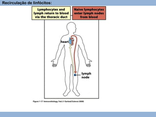 Recirculação de linfócitos:
 