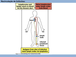 Recirculação de linfócitos:
 