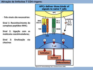 Ativação de linfócitos T CD4 virgens:
- Três sinais são necessários:
Sinal 1: Reconhecimento do
complexo peptídeo-MHC;
Sinal 2: Ligação com as
moléculas coestimuladoras;
Sinal 3: Sinalização via
citocinas
 