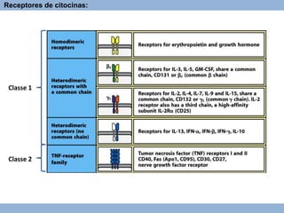 Classe 1
Classe 2
Receptores de citocinas:
 