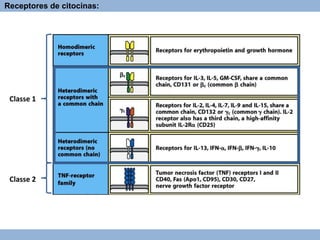 Classe 1
Classe 2
Receptores de citocinas:
 
