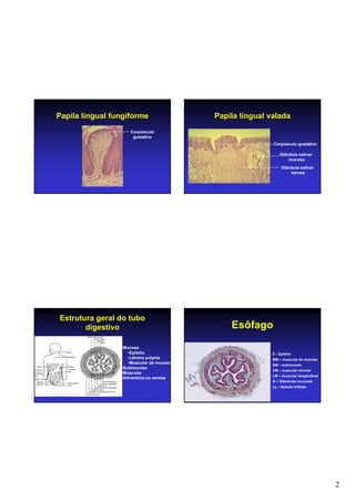 2
Papila lingual fungiforme
Corpúsculo
gustativo
Papila lingual valada
Corpúsculo gustativo
Glândula salivar
serosa
Glândula salivar
mucosa
Estrutura geral do tubo
digestivo
•Mucosa
•Epitélio
•Lâmina própria
•Muscular da mucosa
•Submucosa
•Muscular
•Adventícia ou serosa
Esôfago
E - Epitélio
MM – muscular da musosa
SM – submucosa
CM – muscular circular
LM – muscular longitudinal
G – Glândulas mucosas
Ly – Nódulo linfóide
 