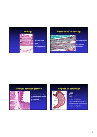 3
Esôfago
LP – Lâmina própria
MM – muscular da
musosa
SM – submucosa
MP – camada muscular
A – adventícia
A
Musculatura do esôfago
Sm –músculo liso
Sk– músculo
esquelético
Transição esôfago-gástrica
P – epitélio protetor do esôfago
S – epitélio secretor do estômago
MM – muscular da musosa
SM – submucosa
M – camada muscular
Regiões do estômago
3 áreas:
•Cárdia
•Corpo e fundo
•Piloro
Funções do estômago:
- acrescentar fluidos digestivos
ao bolo alimentar, liquefazendo-o
- continuar a digestão
 
