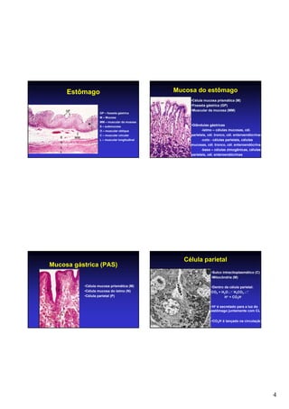 4
Estômago
GP – fosseta gástrica
M – Mucosa
MM – muscular da musosa
S – submucosa
O – muscular oblíqua
C – muscular circular
L – muscular longitudinal
Mucosa do estômago
•Célula mucosa prismática (M)
•Fosseta gástrica (GP)
•Muscular da mucosa (MM)
•Glândulas gástricas
-ístmo – células mucosas, cél.
parietais, cél. tronco, cél. enteroendócrinas
-colo - células parietais, células
mucosas, cél. tronco, cél. enteroendócrinas
-base – células zimogênicas, células
parietais, cél. enteroendócrinas
Mucosa gástrica (PAS)
•Célula mucosa prismática (M)
•Célula mucosa do ístmo (N)
•Célula parietal (P)
Célula parietal
•Sulco intracitoplasmático (C)
•Mitocôndria (M)
•Dentro da célula parietal:
CO2 + H2O H2CO3
H+ + CO3H-
•H+ é secretado para a luz do
estômago juntamente com CL-
•CO3H- é lançado na circulação
 