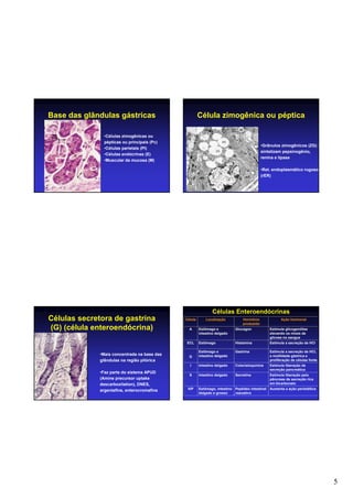 5
Base das glândulas gástricas
•Células zimogênicas ou
pépticas ou principais (Pc)
•Células parietais (PI)
•Células endócrinas (E)
•Muscular da mucosa (M)
Célula zimogênica ou péptica
•Grânulos zimogênicos (ZG) –
sintetizam pepsinogênio,
renina e lipase
•Ret. endoplasmático rugoso
(rER)
Células secretora de gastrina
(G) (célula enteroendócrina)
•Mais concentrada na base das
glândulas na região pilórica
•Faz parte do sistema APUD
(Amine precursor uptake
descarboxilation), DNES,
argentafins, enterocromafins
Células Enteroendócrinas
Peptídeo intestinal
vasoativo
Secretina
Colecistoquinina
Gastrina
Histamina
Glucagon
Hormônio
produzido
Estimula liberação pelo
pâncreas de secreção rica
em bicarbonato
Intestino delgadoS
Aumenta a ação peristálticaEstômago, intestino
delgado e grosso
VIP
Estimula liberação de
secreção pancreática
Intestino delgadoI
Estimula a secreção de HCl,
a motilidade gástrica e
proliferação de células fonte
Estômago e
intestino delgadoG
Estimula a secreção de HClEstômagoECL
Estimula glicogenólise
elevando os níveis de
glicose no sangue
Estômago e
intestino delgado
A
Ação hormonalLocalizaçãoCélula
 