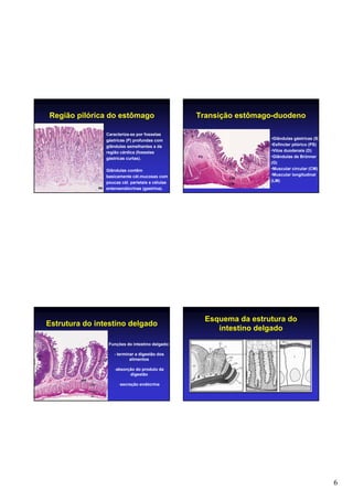 6
Região pilórica do estômago
Caracteriza-se por fossetas
gástricas (P) profundas com
glândulas semelhantes a da
região cárdica (fossetas
gástricas curtas).
Glândulas contêm
basicamente cél.mucosas com
poucas cél. parietais e células
enteroendócrinas (gastrina).
Transição estômago-duodeno
•Glândulas gástricas (S)
•Esfíncter pilórico (PS)
•Vilos duodenais (D)
•Glândulas de Brünner
(G)
•Muscular circular (CM)
•Muscular longitudinal
(LM)
Estrutura do intestino delgado
Funções do intestino delgado:
- terminar a digestão dos
alimentos
-absorção do produto da
digestão
-secreção endócrina
Esquema da estrutura do
intestino delgado
 