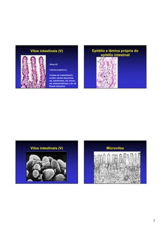 7
Vilos intestinais (V)
•Vilos (V)
•Lâmina própria (L)
•Criptas de Lieberkühn(C)
contém células absortivas,
cél. caliciformes, cél. tronco,
cél. enteroendórinas e cél. de
Paneth (lisozima)
Epitélio e lâmina própria do
epitélio intestinal
Vilos intestinais (V) Microvilos
 