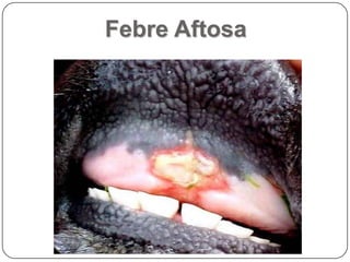 Febre Aftosa