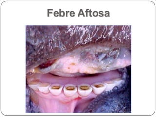 Febre Aftosa