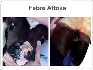 Febre Aftosa
