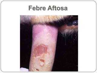 Febre Aftosa