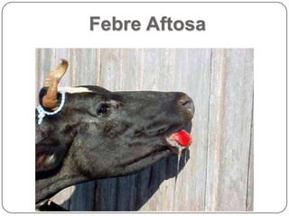 Febre Aftosa