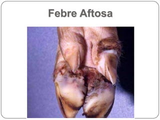 Febre Aftosa