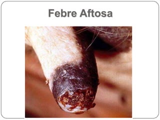 Febre Aftosa