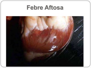 Febre Aftosa
