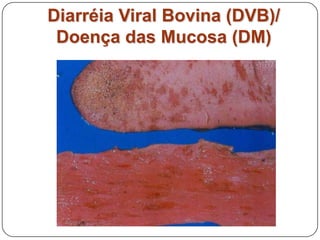 Diarréia Viral Bovina (DVB)/ Doença das Mucosa (DM)