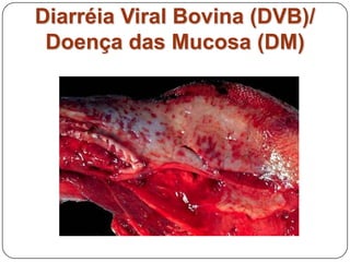 Diarréia Viral Bovina (DVB)/ Doença das Mucosa (DM)