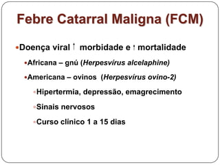 Febre Catarral Maligna (FCM)Doença viral    morbidade e   mortalidadeAfricana – gnú (Herpesvírus alcelaphine)Americana – ovinos  (Herpesvírus ovino-2)Hipertermia, depressão, emagrecimentoSinais nervososCurso clínico 1 a 15 dias