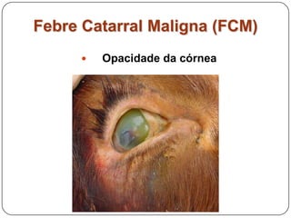 Febre Catarral Maligna (FCM)Opacidade da córnea