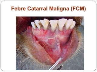 Febre Catarral Maligna (FCM)