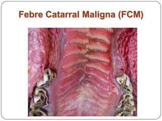 Febre Catarral Maligna (FCM)