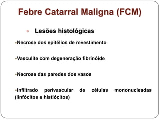 Febre Catarral Maligna (FCM)Lesões histológicasNecrose dos epitélios de revestimentoVasculite com degeneração fibrinóideNecrose das paredes dos vasosInfiltrado perivascular de células mononucleadas (linfócitos e histiócitos)