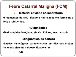 Febre Catarral Maligna (FCM)Material enviado ao laboratórioFragmentos de SNC, fígado e rim fixados em formalina a 10% e refrigerado.DiagnósticoDados epidemiológicos, sinais clínicos, macroscopiaDiagnóstico de certezaLesões histológicas características em diversos órgãos incluindo sistema nervoso, fígado e rim.PCR