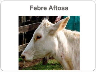 Febre Aftosa