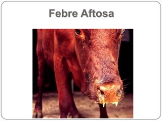 Febre Aftosa