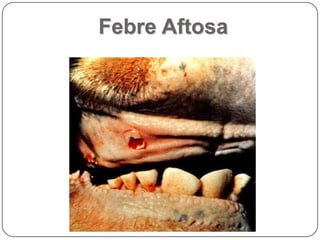 Febre Aftosa