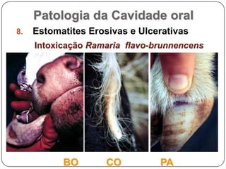 Patologia da Cavidade oralEstomatites Erosivas e UlcerativasIntoxicação Ramaria  flavo-brunnencensBO          CO              PA