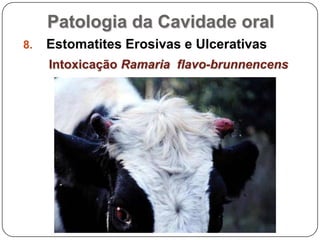 Patologia da Cavidade oralEstomatites Erosivas e UlcerativasIntoxicação Ramaria  flavo-brunnencens