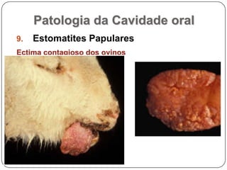 Patologia da Cavidade oralEstomatites PapularesEctima contagioso dos ovinos