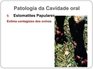 Patologia da Cavidade oralEstomatites PapularesEctima contagioso dos ovinos