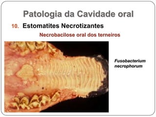 Patologia da Cavidade oralEstomatites NecrotizantesNecrobacilose oral dos terneirosFusobacteriumnecrophorum