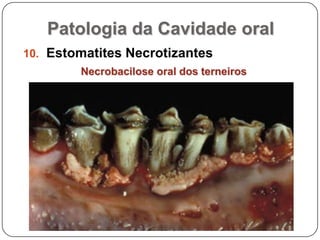 Patologia da Cavidade oralEstomatites NecrotizantesNecrobacilose oral dos terneiros