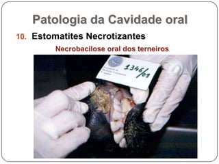 Patologia da Cavidade oralEstomatites NecrotizantesNecrobacilose oral dos terneiros