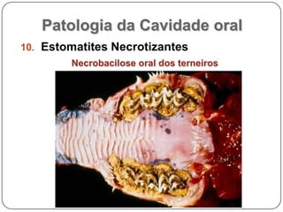 Patologia da Cavidade oralEstomatites NecrotizantesNecrobacilose oral dos terneiros