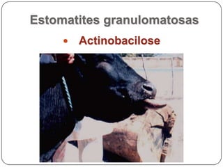 Estomatites granulomatosasActinobacilose