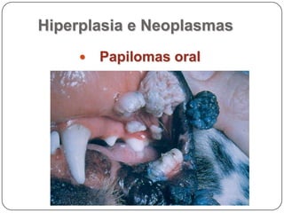 Na sequência . . .DentesGlândulas salivaresLínguaEsôfagoPré-estômagosEstômagoIntestinos