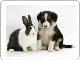 Aula Digestivo 3 2010 1