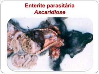 Enterite parasitáriaToxocara canis