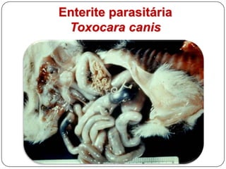 Enterite parasitáriaToxocara canis
