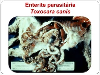 Enterite parasitária por StrongylusLesões de enterite parasitária devido à fixação de larvas de Strongylus, formando nódulos translúcidos, por vezes com halo congestivo.