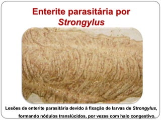 Na seqüência ...Patologia Hepática...