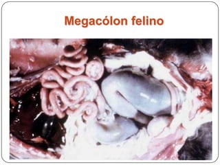 Megacólon felino