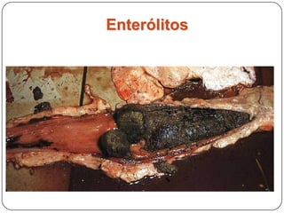 Patologias dos IntestinosObstrução intestinalImpactação e enterólitosObstrução por corpo estranhoIntussuscepção