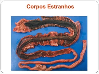 Corpo Estranho - ossos