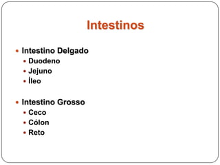 IntestinosIntestino DelgadoDuodenoJejunoÍleoIntestino GrossoCecoCólonReto