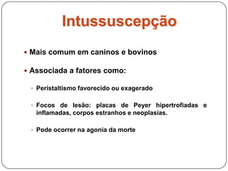 Intussuscepção - Canino